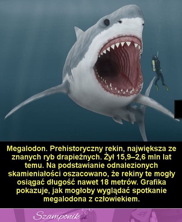 Megalodon - rekin. Jest największy ze znanych ryb drapieżnych.