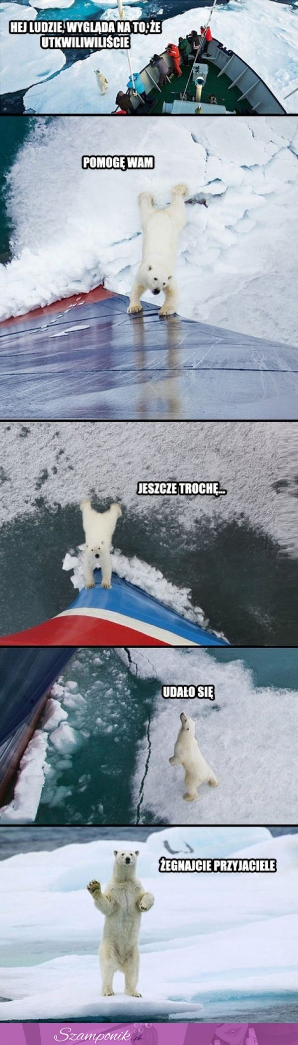 Niedźwiedż polarny pomaga odepchać łódź ;D