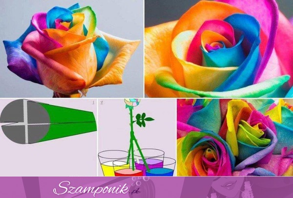 Jak zrobić samemu kolorową różę? Zobacz jakie to proste!