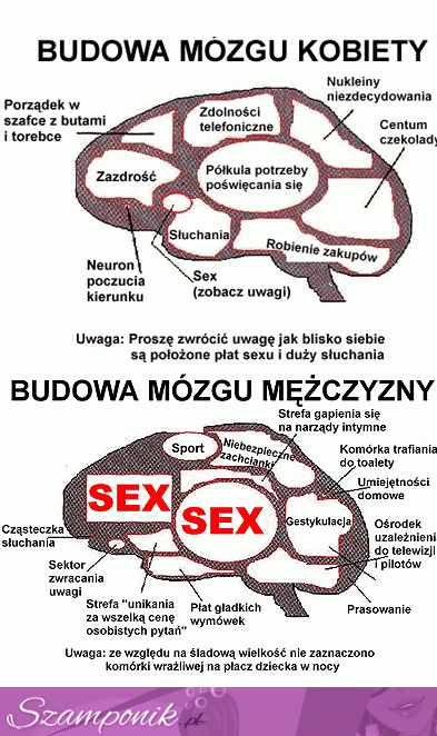 Mózg Kobiety - Mózg Mężczyzny