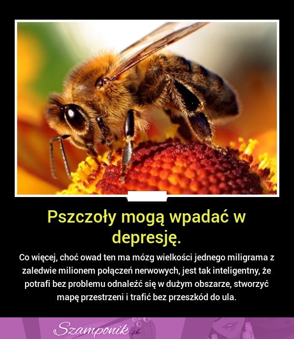 Pszczoły mogą wpadać w depresję... NIESAMOWITE!