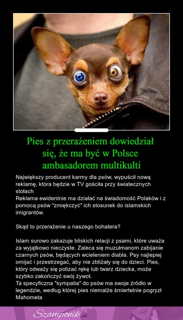 Pies z przerażeniem dowiedział się, że ma być w Polsce ambasadorem multikulti