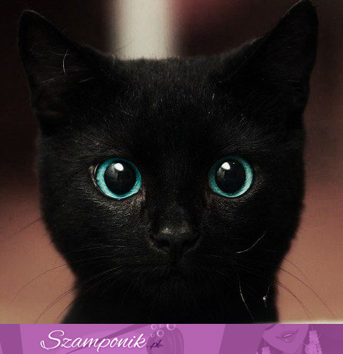 Uroczy kotek z niesamowitymi oczami