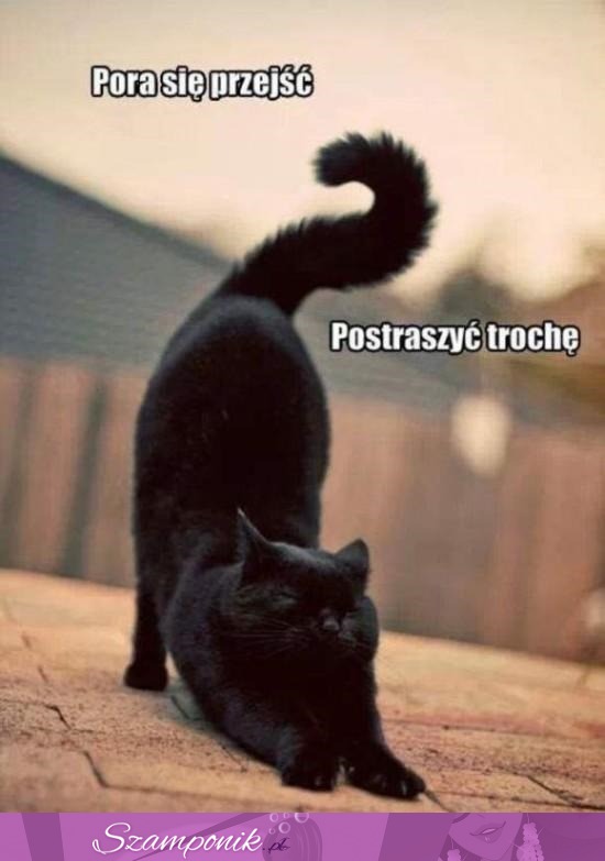 Czarny kot=pech