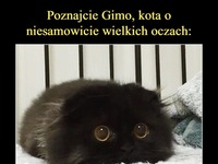 Poznajcie Gimo, kota o niesamowicie wielkich oczach!