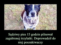 17 letni pies uratował życie małej dziewczynce! Niesamowite!