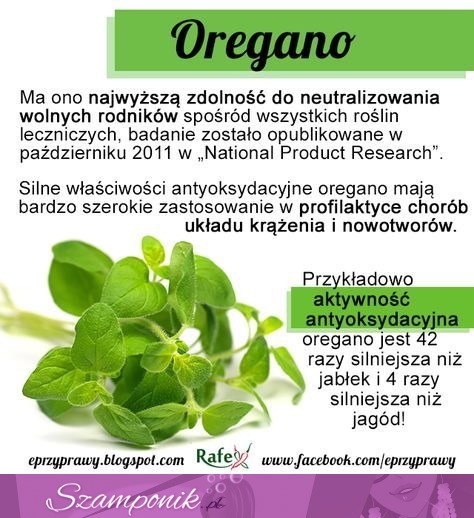 Oregano - właściwości lecznicze i zastosowanie