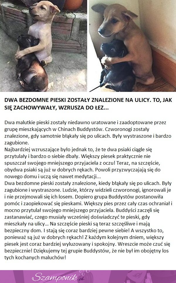 Dwa bezdomne pieski zostały znalezione na ulicy. To, jak się zachowywały, wzrusza do łez!