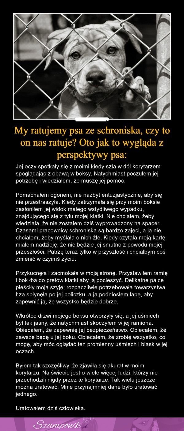 My ratujemy psa ze SCHRONISKA, czy to on nas ratuje? Oto jak to WYGLĄDA z perspektywy psa ;)