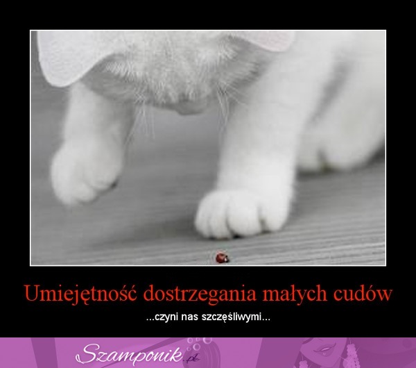 Dostrzeganie małych cudów...