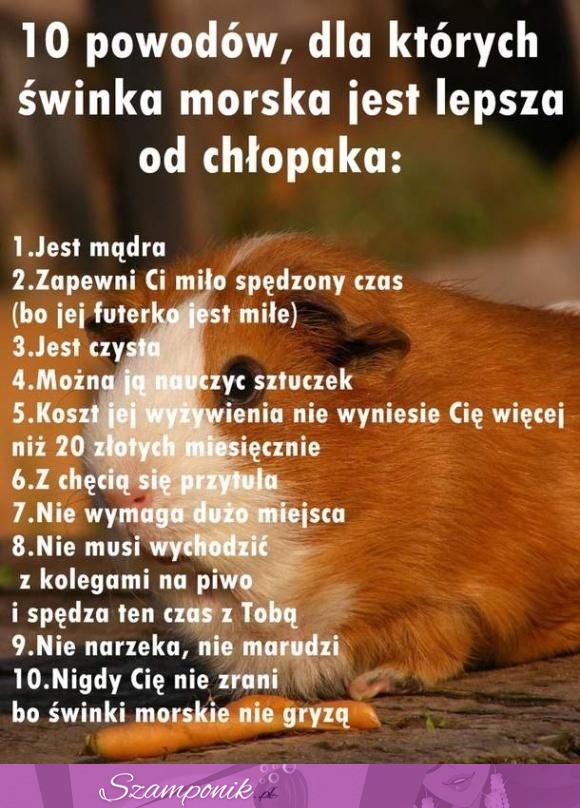 10 powodów dla których świnka morska jest lepsza od chłopaka, haha