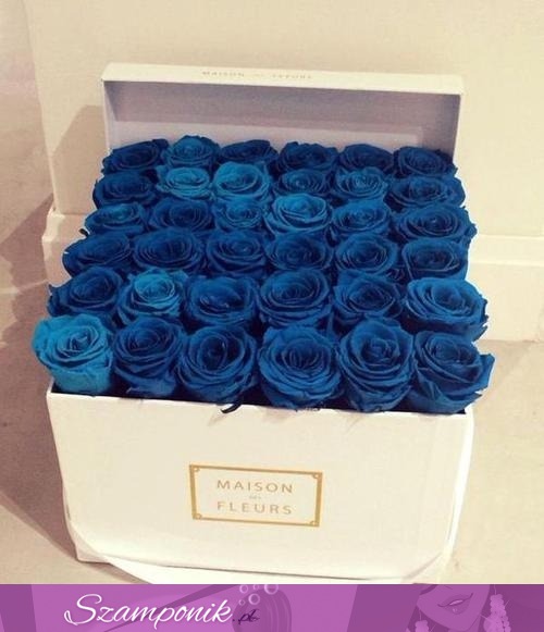 Niebieskie róże, wow!
