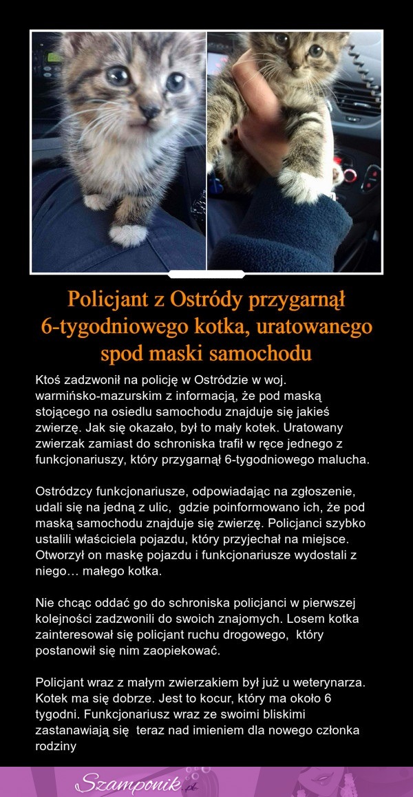 Policjant z Ostródy przygarnął 6-tygodniowego kotka, uratowanego spod maski samochodu