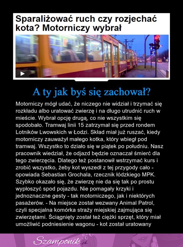 Sparaliżowany ruch, czy rozjechać kota? Motorniczy wybrał...