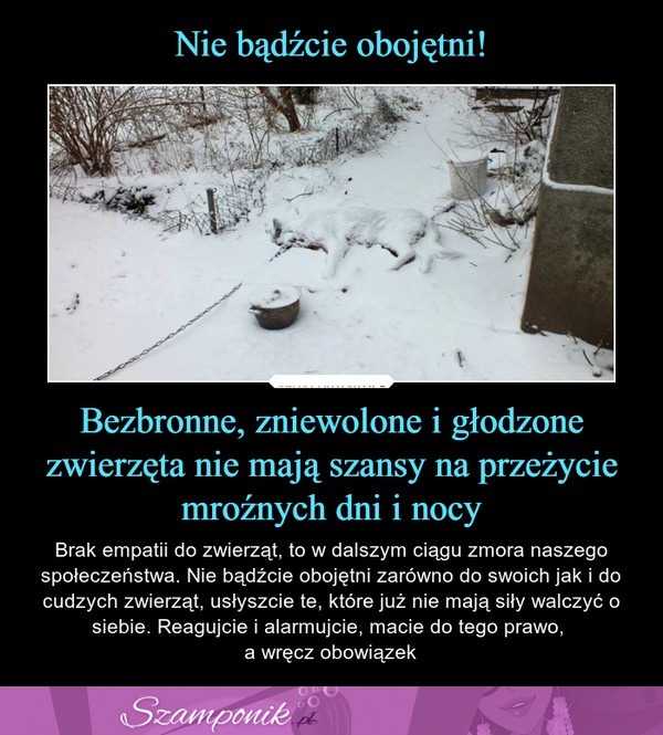 Nie bądźcie obojętni na bezbronne, zniewolone i głodzone zwierzęta!