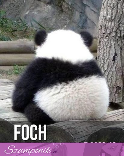 Foch