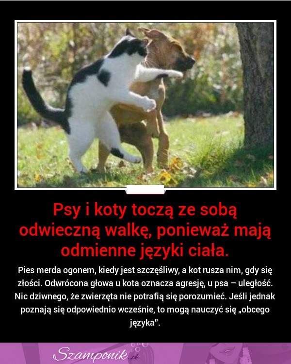 Dlaczego pies z kotem nie potrafią się ze sobą porozumieć...