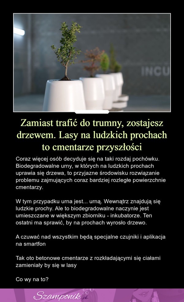 Zamiast trafić do trumny, zostajesz drzewem. Lasy na ludzkich prochach to cmentarze przyszłości!