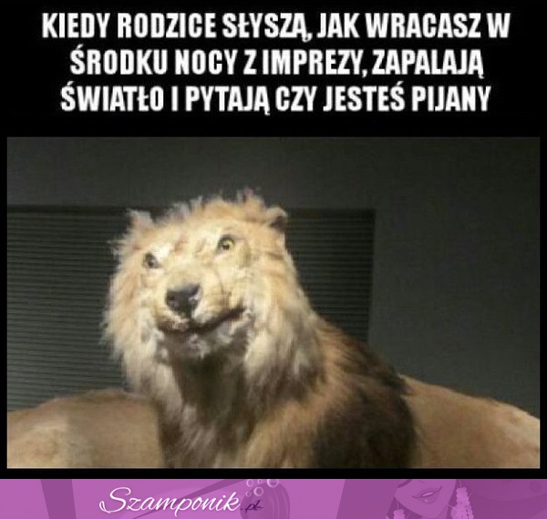 Świetnie.