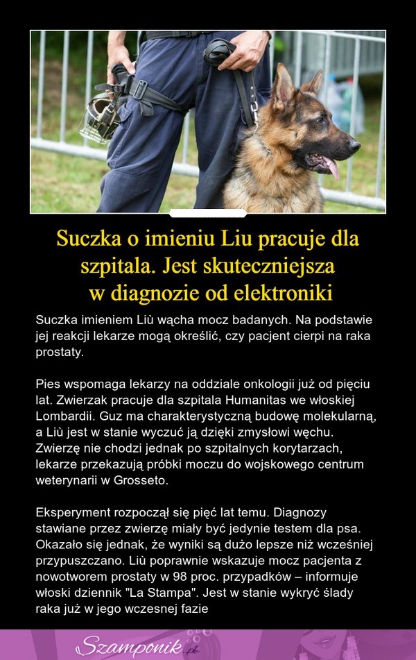 Suczka o imieniu Liu pracuje dla szpitala. Jest skuteczniejsza w diagnozie od elektroniki!