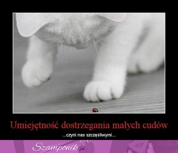 Dostrzeganie małych cudów