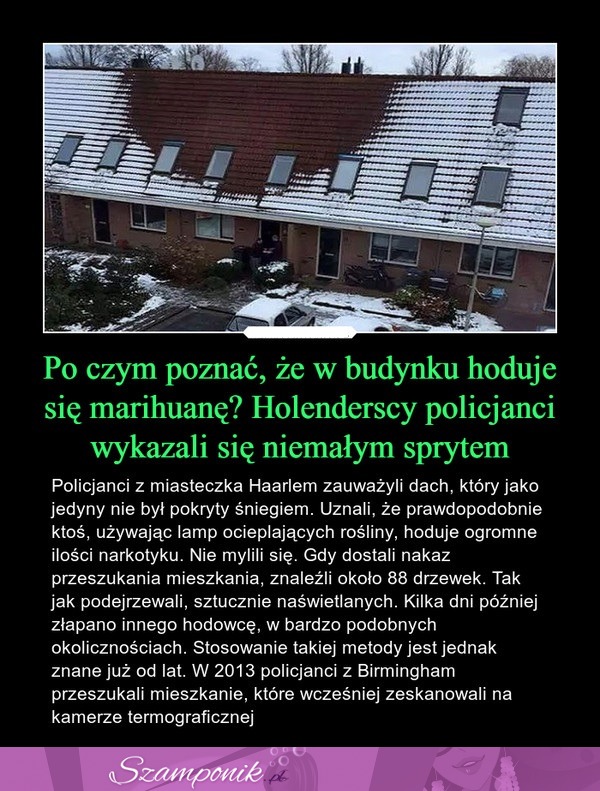 Po czym poznać, że w budynku hoduje się marihuanę? Holenderscy policjanci wykazali się niemałym sprytem!