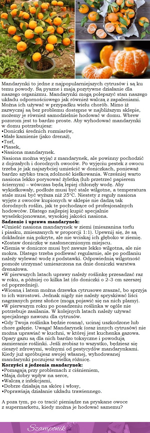 Przestań kupować MANDARYNKI. POSADŹ je w doniczce i zapewnij sobie NIEOGRANICZONE dostawy we własnym domu!