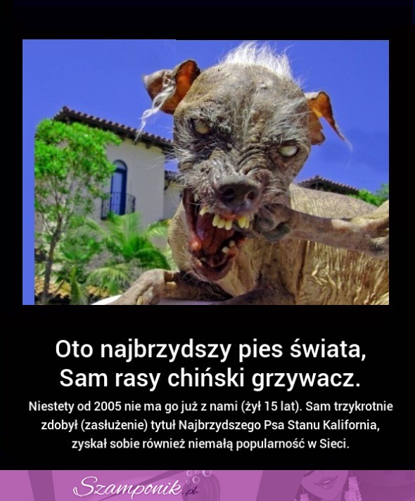 Oto NAJBRZYDSZY PIES świata! FUUJ, wygląda strasznie!