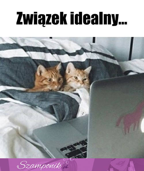 Związek idealny ;)