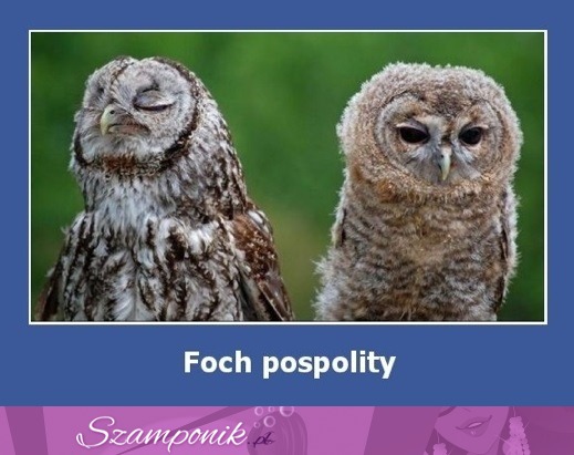 Foch pospolity ;)
