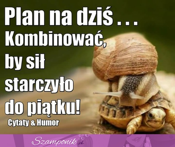 Plan na dziś