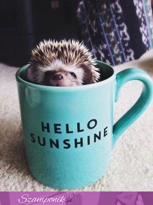 HELLO SUNSHINE!