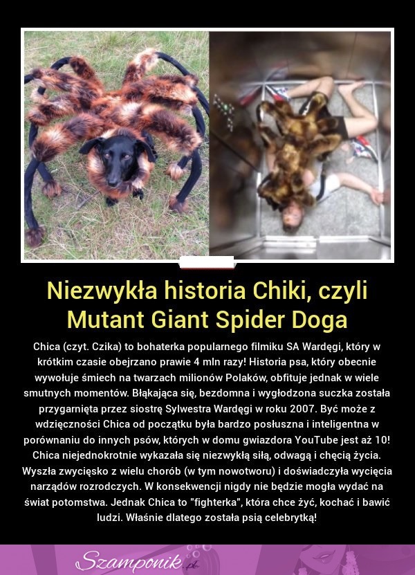 NIEZWYKŁA historia Chiki. ŚWIETNE!