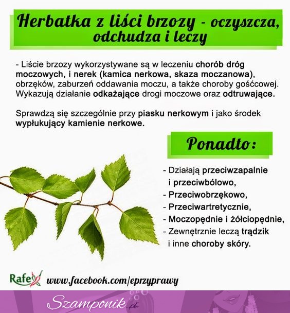 Herbatka z liści brzozy - oczyszcza, odchudza i leczy