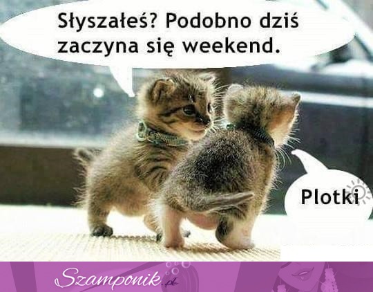 To nie plotki...