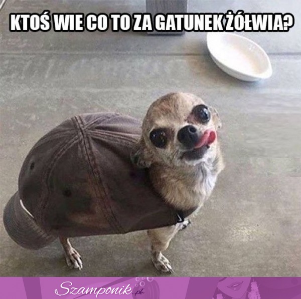 Nowy gatunek