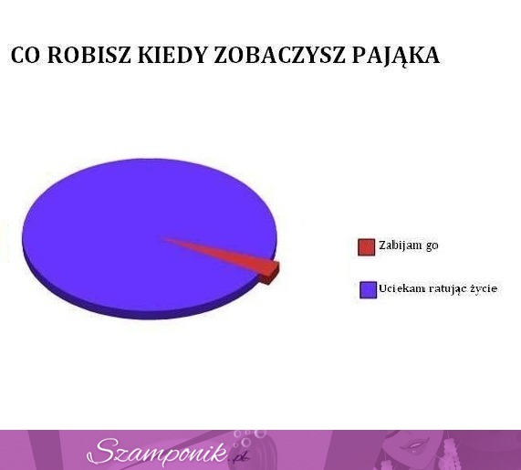 Co robisz kiedy WIDZISZ PAJĄKA? Na pewno większość z was tak ROBI haha