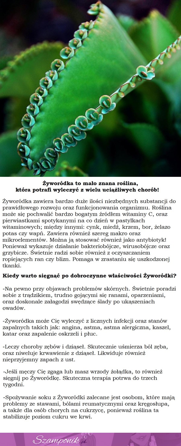 Żyworodka potrafi wyleczyć z wielu uciążliwych chorób! NIESAMOWITA ROŚLINA!