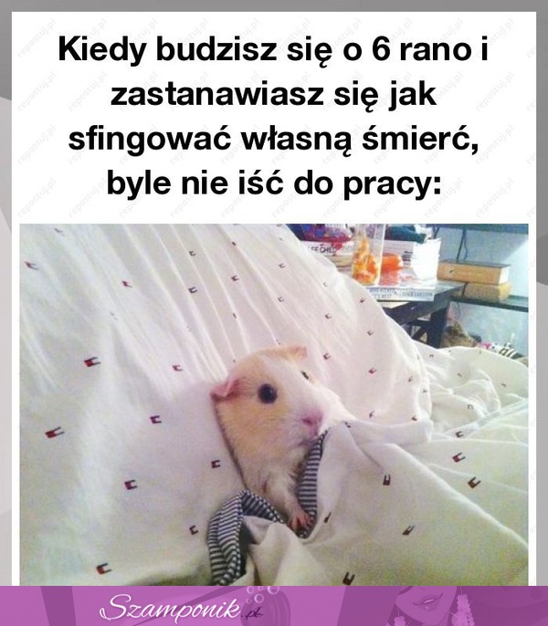 Kiedy budzisz się o 6 rano