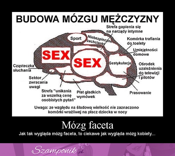 Budowa mózgu mężczyzny