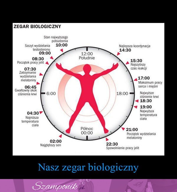 Tak działa nasz ZEGAR BIOLOGICZNY! Musisz to wiedzieć!