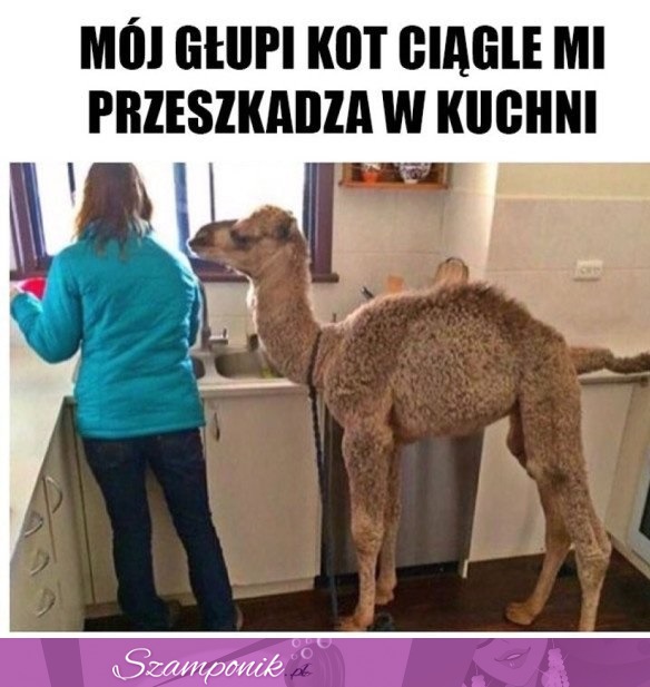 Głupi kot