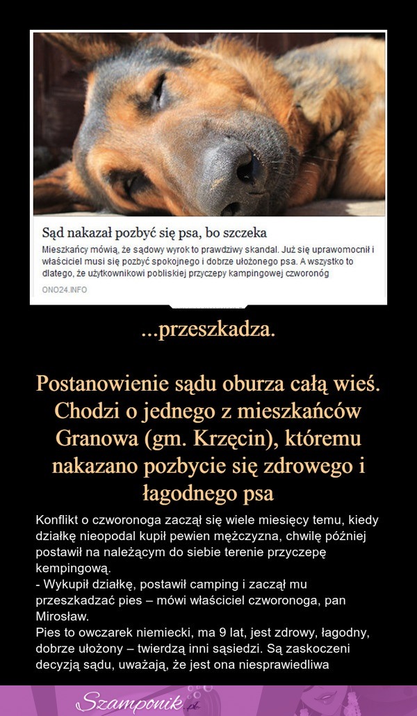 Sąd nakazał pozbyć się psa, bo szczeka. Pies przeszkadza sąsiadom...