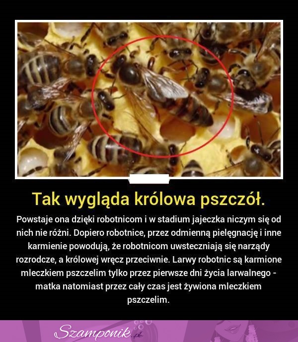 Tak wygląda królowa pszczół!