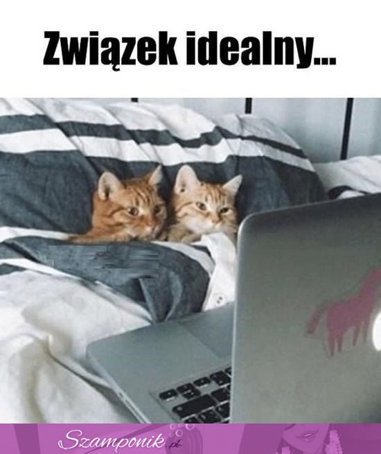 Idealny związek ;P