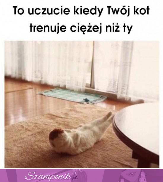 Mój kot więcej ćwiczy ;D