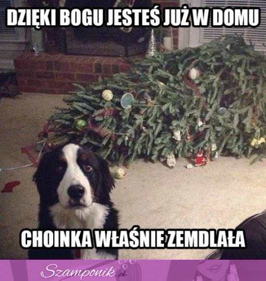 Choinka zemdlała haha