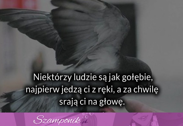 Niektórzy ludzie są jak gołębie