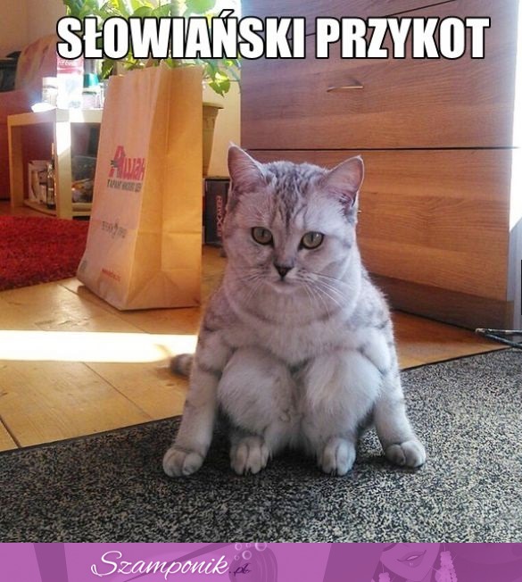 Przykot