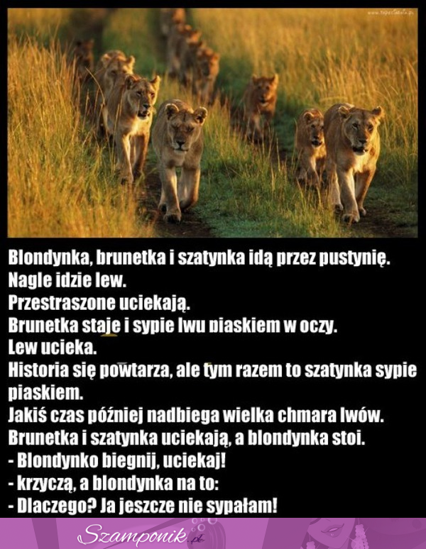 Blondynka, brunetka i szatynka idą przez pustynię...